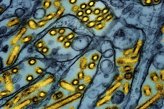 Live poultry markets ordered shut in New York City due to avian flu outbreak